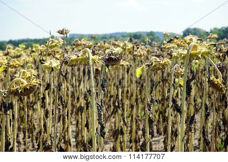 Sunflower With Seeds
