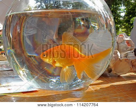 Goldfish In The Aquarium
