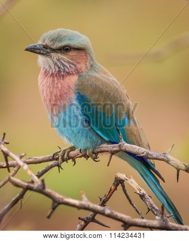 Lilac breasted roller