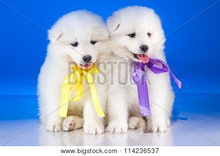 Little white puppies of Samoyedskaja dog
