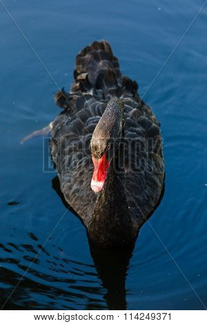 Black Swan On The Water