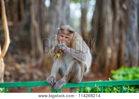 Bonnet Macaque Bangalore India