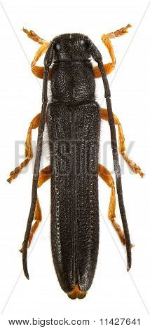 Oberea Taygetana