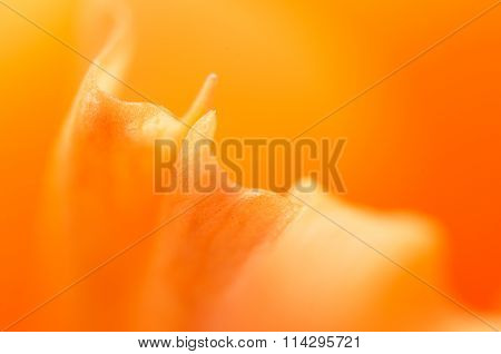 Glad Flower Fragment