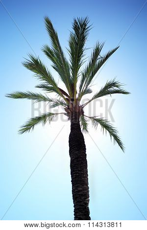 One Green Tall Palm Tree