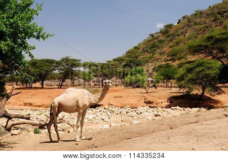 Village Of South Horr Is Set In A Verdant Canyon Surrounded By Dramatic Mountain Peaks