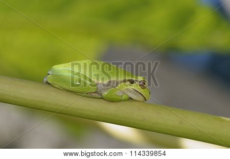 Savigny's Tree Frog
