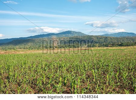 field against a blue sky  blur