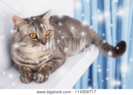 Grey cat against white wall and blue curtains, close up
