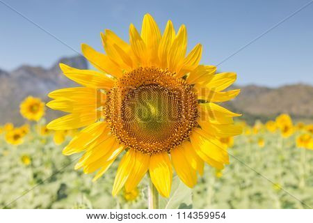 Closed up full bloom sunflower