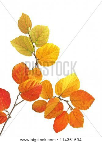 branch of fothergilla leaves isolated on white background