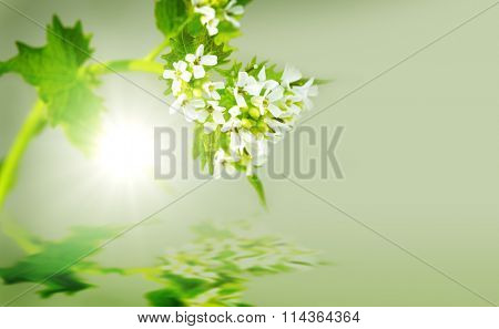 Green Alliaria officinalis Garlic mustard invasive plant