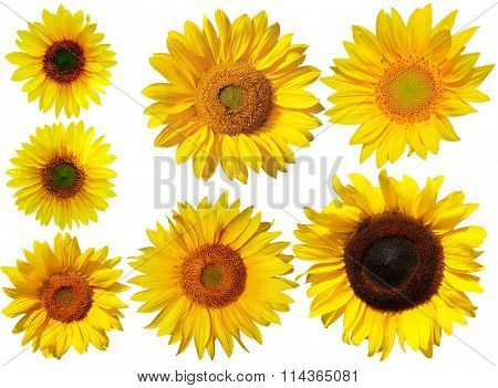 Set of sun flowers isolated on white background