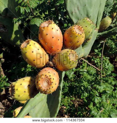 Prickly pear cactus Opuntia ficus-indica