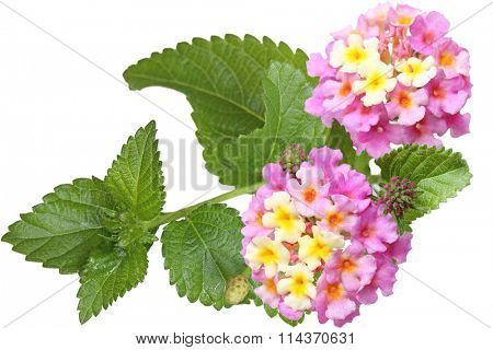 Fresh lantana flower isolated on white