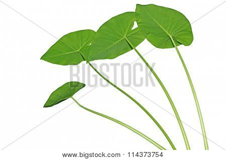 Elephant Ears  Taro (colocasia esculenta) leaves isolated on white background