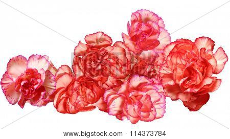 Carnation Dianthus caryophyllus flower heads isolated on white background