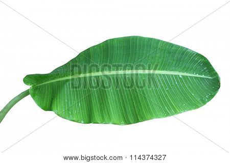 Single fresh banana leaf with stem isolated on white background