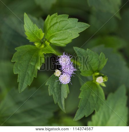 Purple Praxelis Clematidea wild flower in the garden