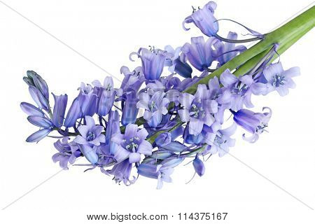 Bundle of Hyacinthoides non-scripta Bluebell flowers isolated on white background