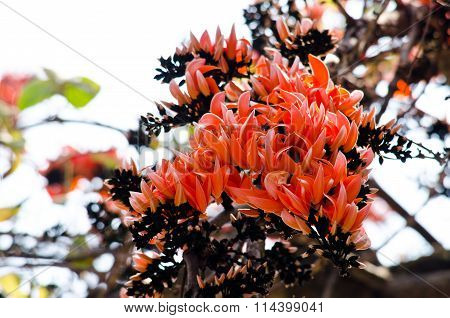 Bastard Teak Flower