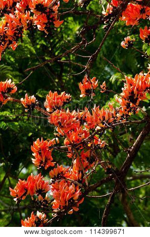 Bastard Teak Flower