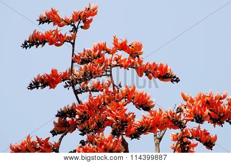 Bastard Teak Flower