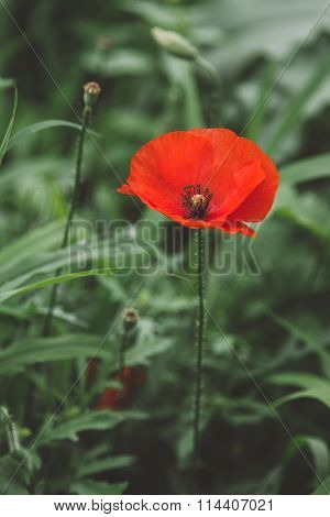 Perfect Poppie Flower