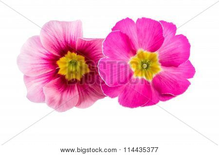 Pink Spring Flowers Primula Primrose Closeup Isolated