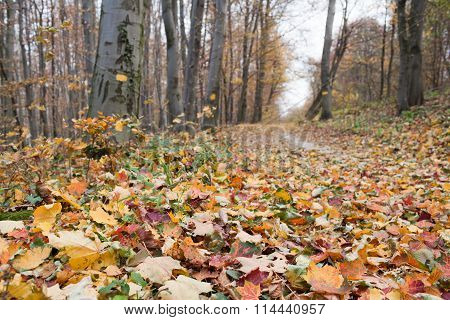 Scene in forest autumn. Autumn leaves in the foreground
** Note: Shallow depth of field