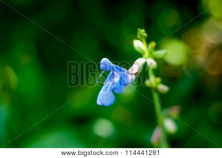 purple flower