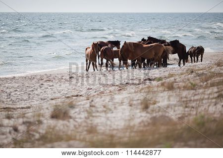 Wild Horses On The Beach