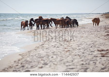 Wild Horses On The Beach