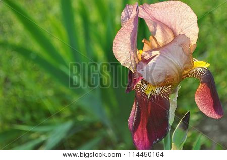 red pink flower