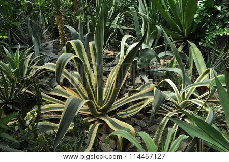 Cactus with long stems