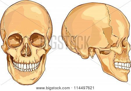 skull