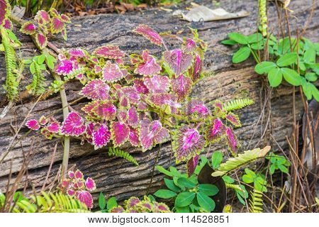 coleus plants in a garden, background .
