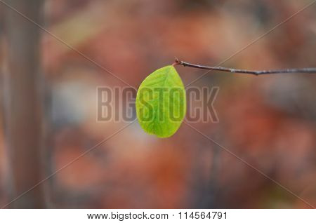 Green leaf