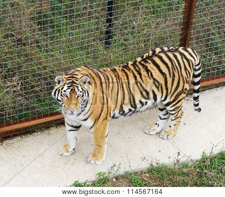 top view tiger closeup