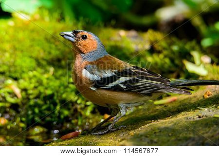Song Thrush walking on a green background.