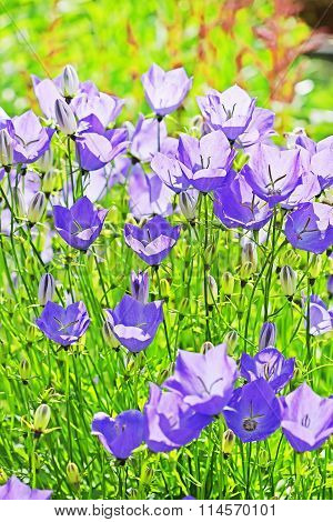 Decorative Garden Plant Carpathian Bellflower ( Campanula Carpatica )