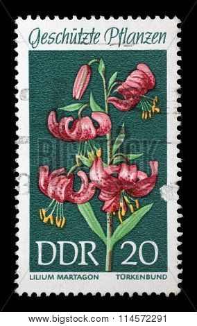 GDR-CIRCA 1969: A stamp printed in the DDR (East Germany) shows Protected Plants Martagon Lily, Lilium martagon, circa 1969