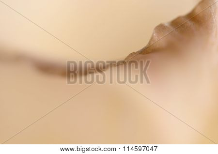 Glad Flower Fragment