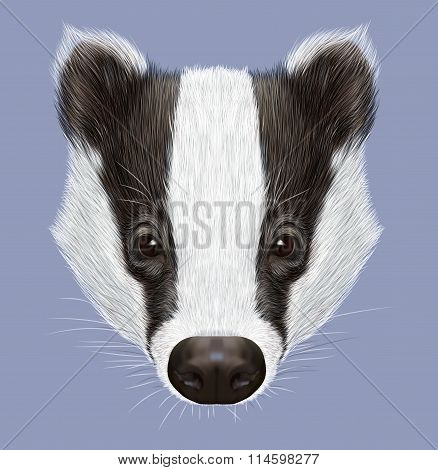 Badger Portrait. Illustrated