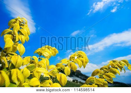 Branch with yellow leaves  beech , on the background of blue sky.