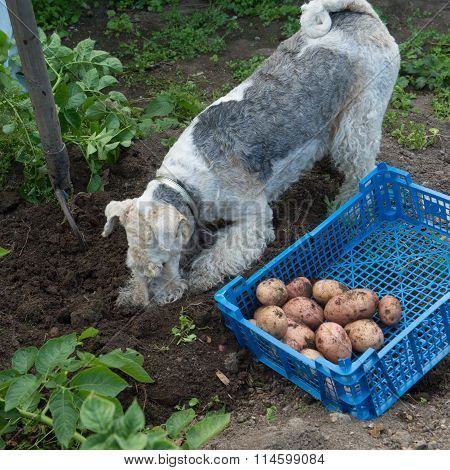 Box With Potatoes And A Fox Terrier