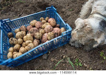 Box With Potatoes And A Fox Terrier