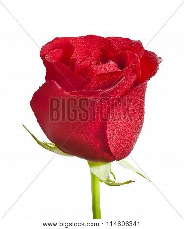 Beautiful red rose close-up isolated on white background