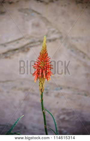 Flowering of Aloe