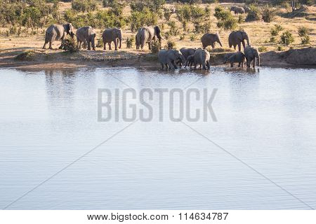 Elephant herd drinking at a water hole
** Note: Visible grain at 100%, best at smaller sizes